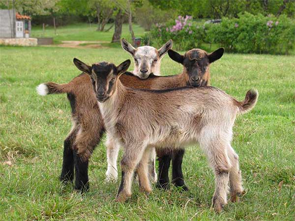 Istra najbolje fotografije, slike